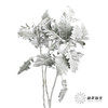 叶材 | 银叶菊 商品缩略图0
