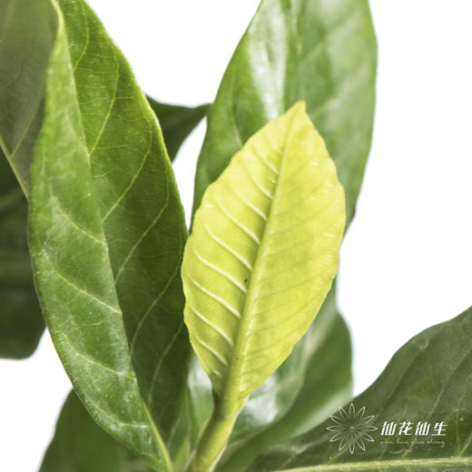 叶材 | 栀子叶 商品图0