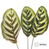 叶材 | 孔雀竹芋 商品缩略图0