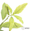 叶材 | 小手球叶 商品缩略图1