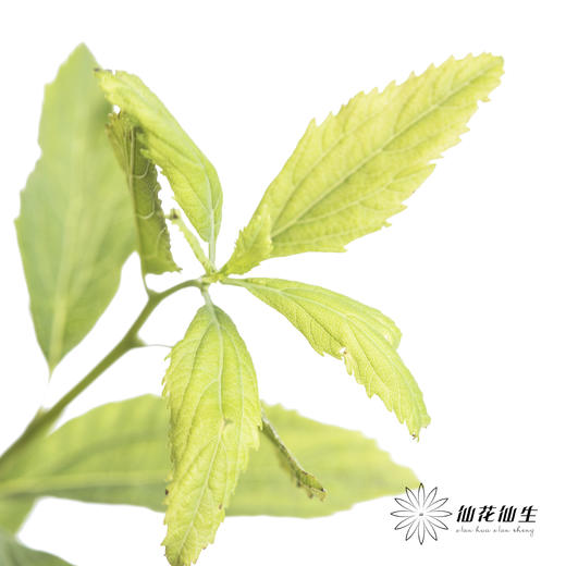 叶材 | 小手球叶 商品图1