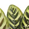 叶材 | 孔雀竹芋 商品缩略图1