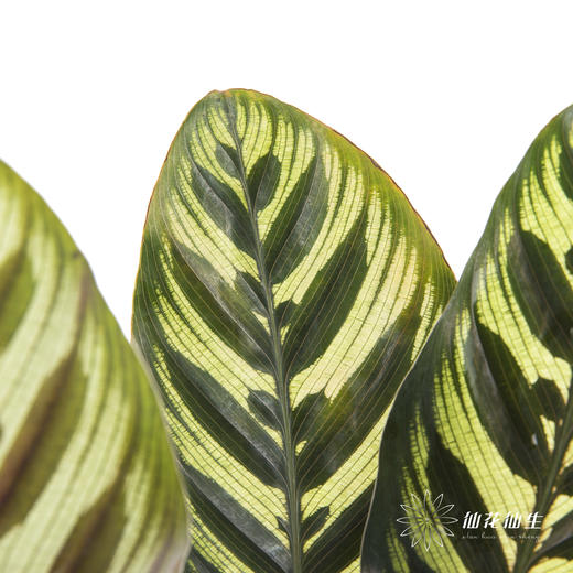叶材 | 孔雀竹芋 商品图1