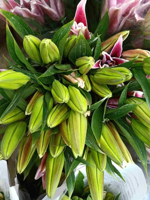 多头黑美人枝干易断无售后