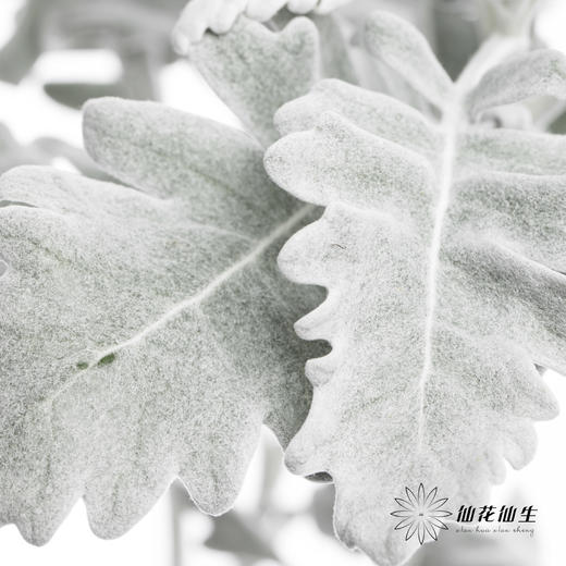 叶材 | 银叶菊 商品图2