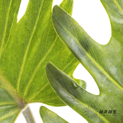 叶材 | 小天使 商品图2