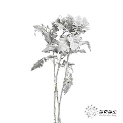 叶材 | 银叶菊 商品图1