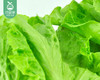 【叼鲜蔬】云南新鲜大利生菜/1份（约350g） 商品缩略图4