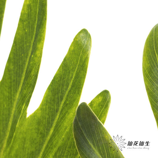 叶材 | 小天使 商品图3