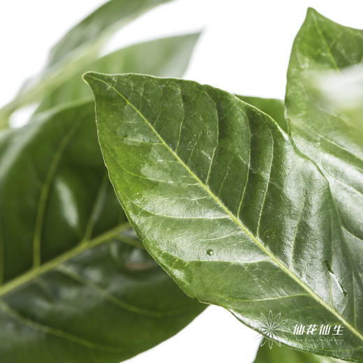 叶材 | 栀子叶 商品图1