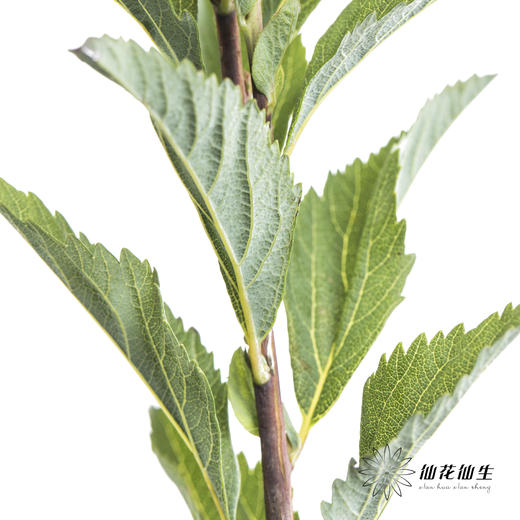 叶材 | 小手球叶 商品图2