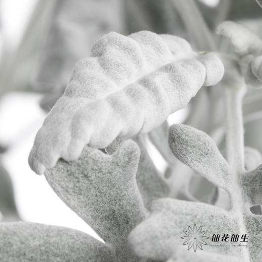 叶材 | 银叶菊 商品图4