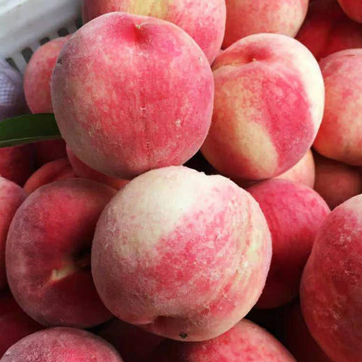 助力陕西秦王桃紧急求助陕西900万斤秦王桃面临滞销99元起包邮请您