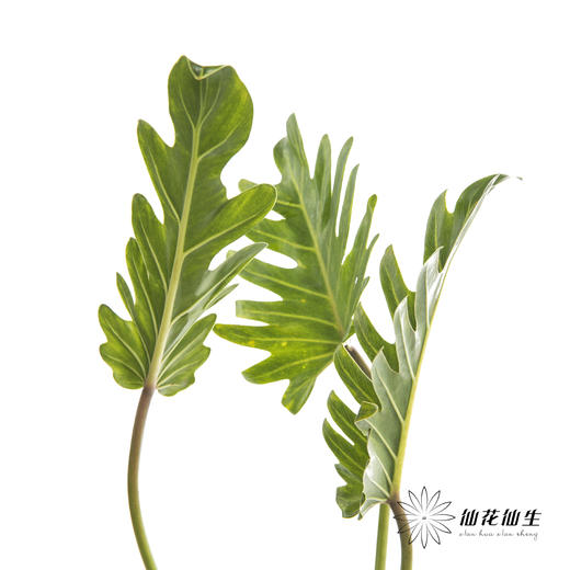 叶材 | 小天使 商品图0