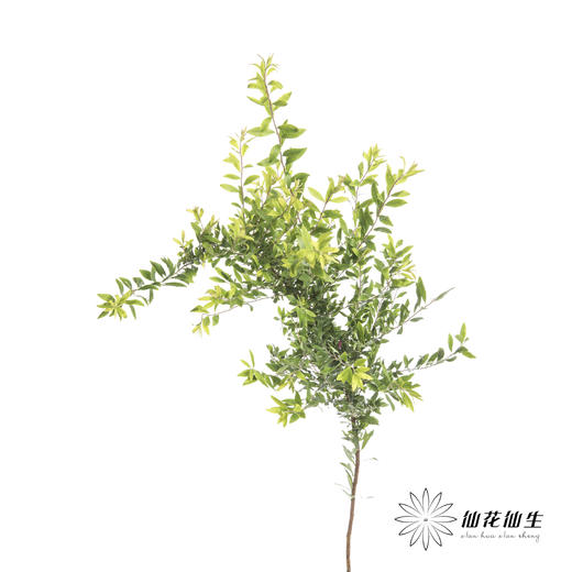 叶材 | 雪柳叶 商品图2