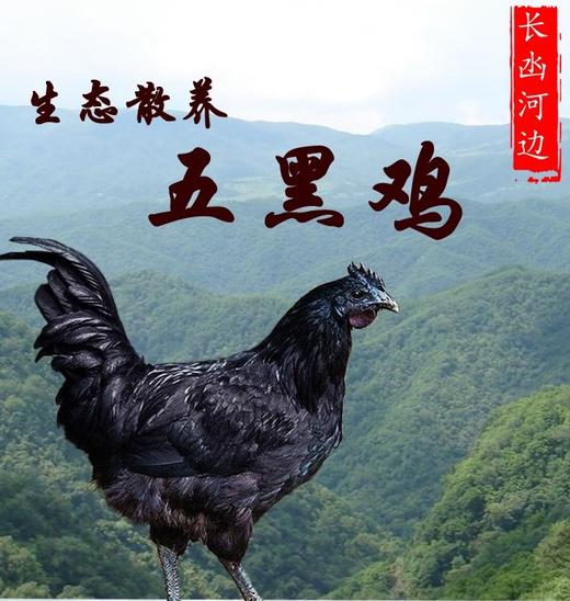 古南街道 花坝村松林五黑鸡