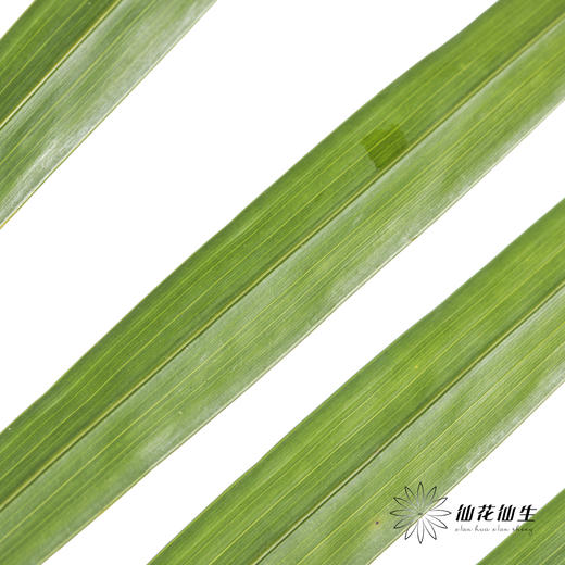 叶材 | 散尾葵 商品图2