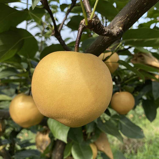 【特价】四川龙泉丰水梨 5斤