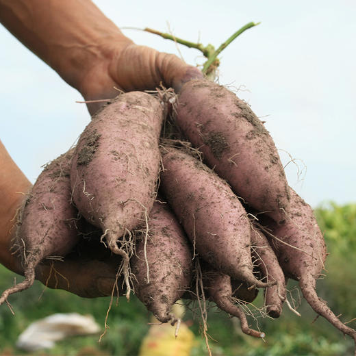 精选 | 长寿之乡巴马紫薯5斤 自然成熟 营养健康 咸甜香糯 现挖现发 商品图3