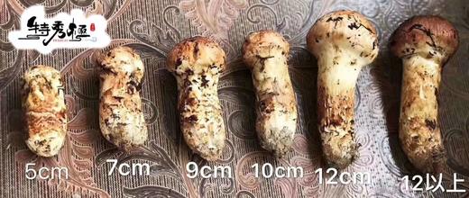 【香格里拉松茸】带礼盒✈️全国顺丰包邮📦（同城次日提） 商品图6