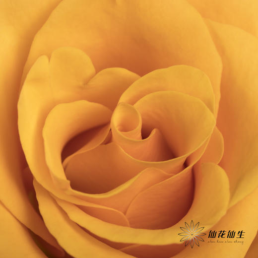 单头玫瑰 | 辉煌 商品图1