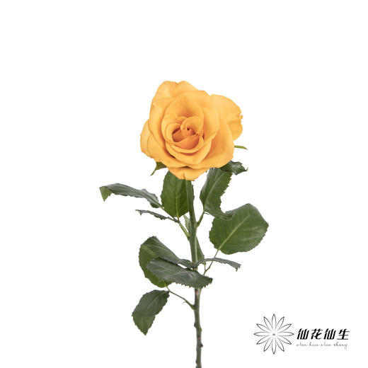 单头玫瑰 | 辉煌 商品图3