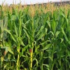 今日秒杀~【密云农家 水果玉米】6根/份，鲜、甜、嫩 商品缩略图5
