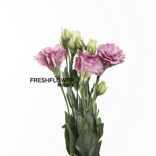 洋桔梗 | 波浪粉色 商品图2