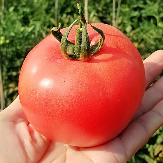 【普罗旺斯西红柿5斤装】普罗旺斯西红柿新鲜生吃水果农家沙瓤小番茄