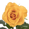 单头玫瑰 | 辉煌 商品缩略图0