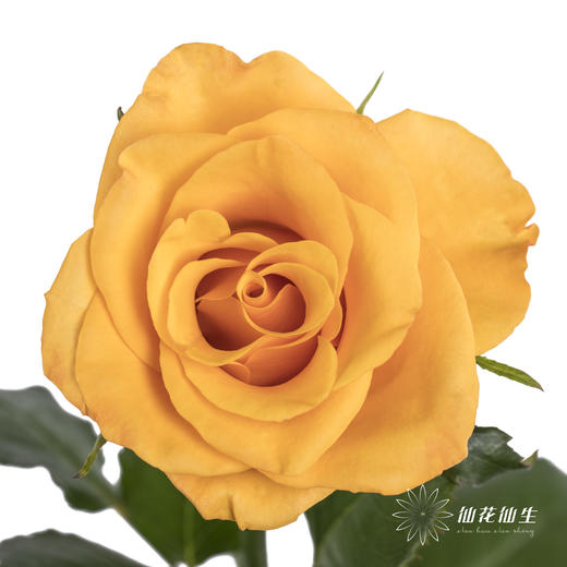 单头玫瑰 | 辉煌 商品图0