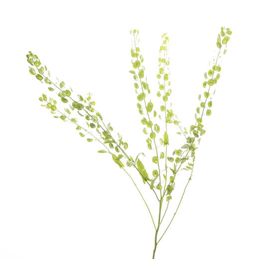 配花 | 翠扇 商品图3