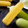 今日秒杀~【密云农家 水果玉米】6根/份，鲜、甜、嫩 商品缩略图0