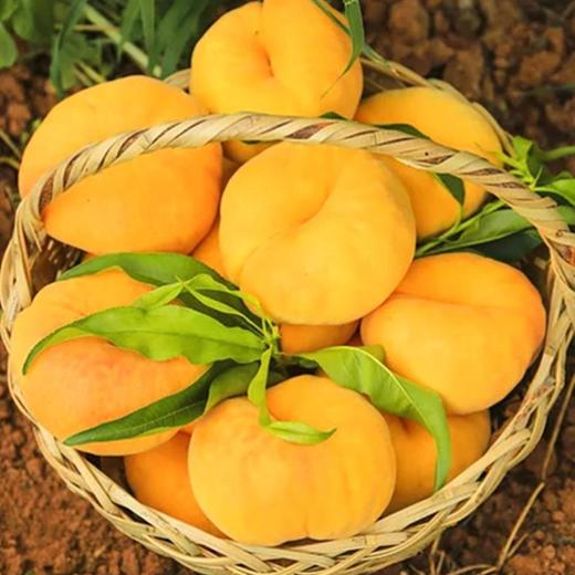 5斤-5斤 山东蒙阴黄金蟠桃