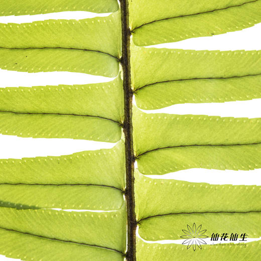 叶材 | 排草 商品图1