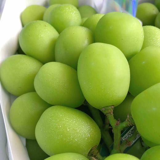 最香晴王楼铁源宏源晴王青提也叫香印阳光玫瑰青提花香四溢甜蜜爆汁