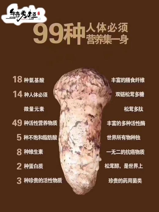 【香格里拉松茸】带礼盒✈️全国顺丰包邮📦（同城次日提） 商品图7