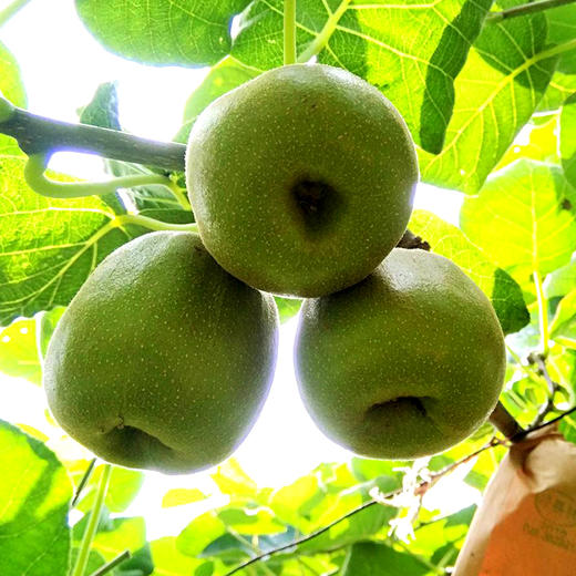 【四川·蒲江】红心猕猴桃 新鲜应季水果 当季猕猴桃 新鲜奇异果 商品图4