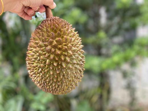马来西亚液氮冷冻猫山王榴莲D197/D101榴莲 商品图4