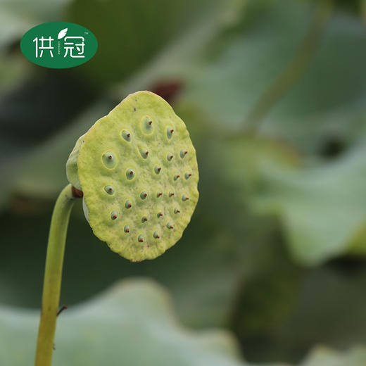 助农供冠江夏鲜食籽莲a级鲜莲蓬3斤装