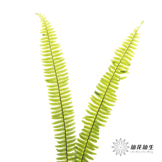 叶材 | 排草 商品图3