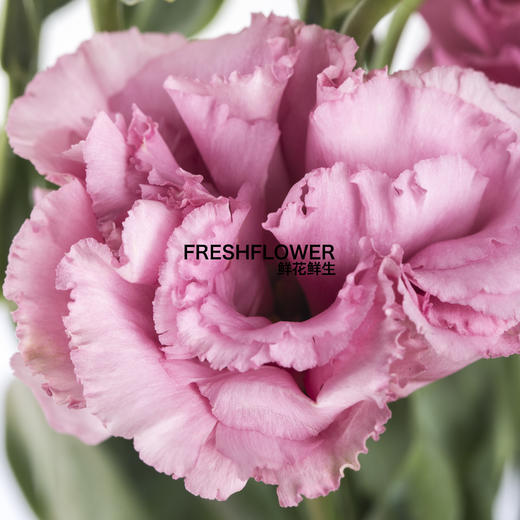 洋桔梗 | 波浪粉色 商品图0