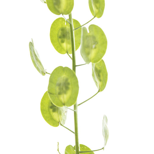 配花 | 翠扇 商品图1