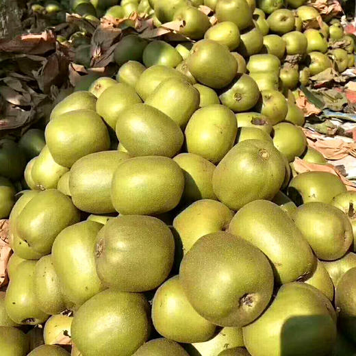 【四川·蒲江】红心猕猴桃 新鲜应季水果 当季猕猴桃 新鲜奇异果 商品图3