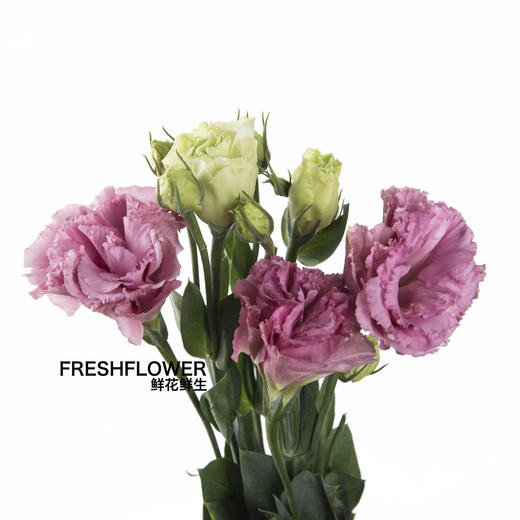 洋桔梗 | 波浪粉色 商品图1