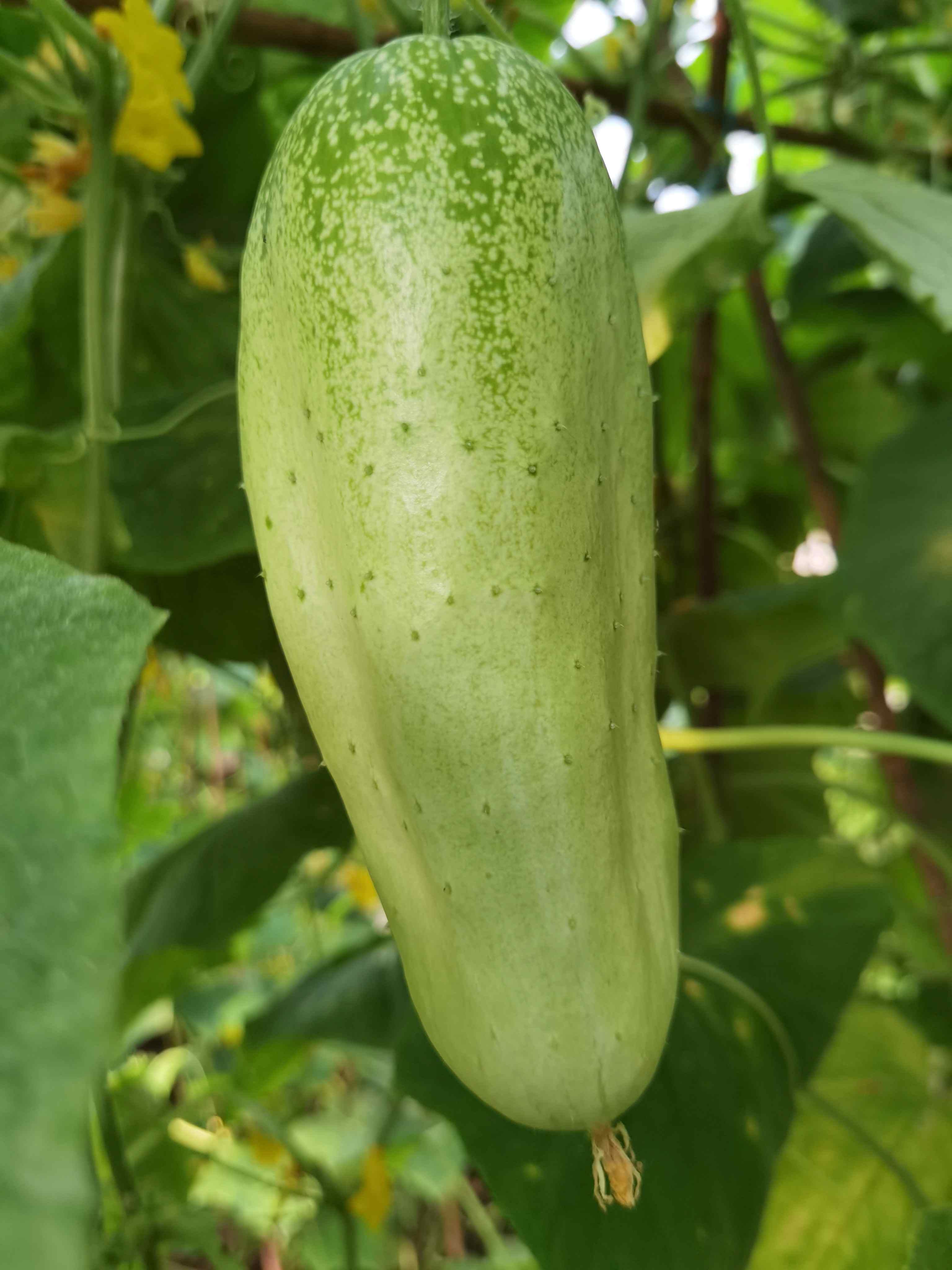 黄瓜蜗牛花园农场放心菜黄瓜自然农法种植