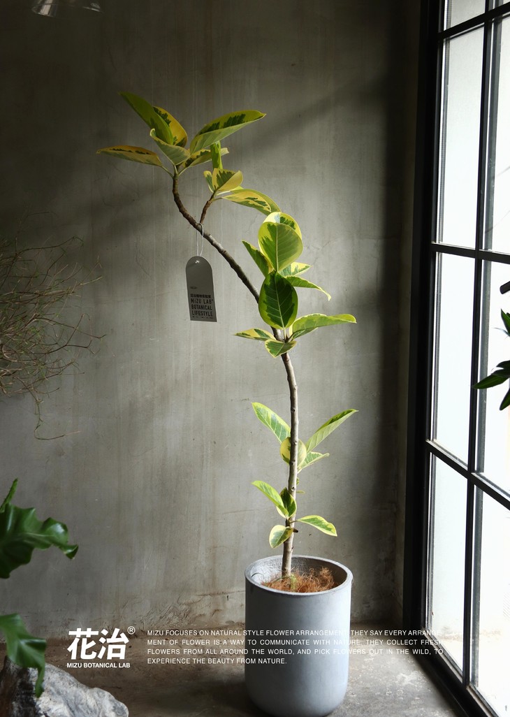 日本造型植物 / 黄金榕 (包同城配送)