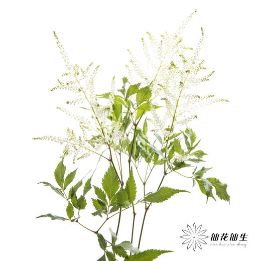 荷兰花材 | 络新妇白色Washington 商品图3