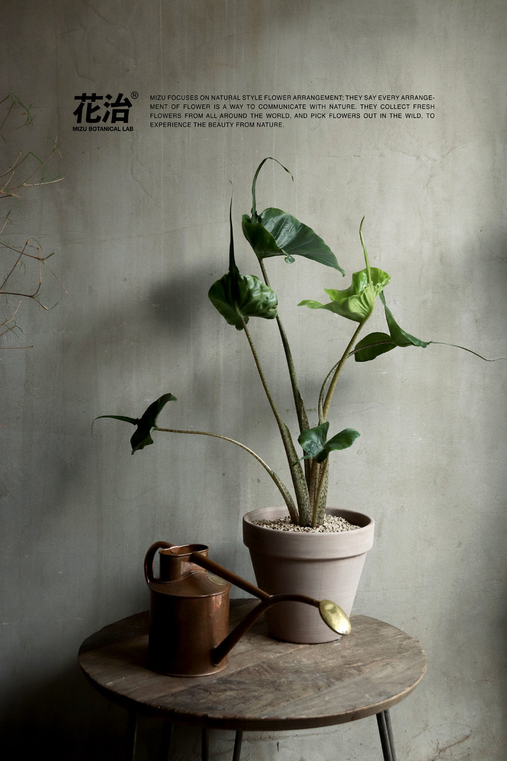 荷兰进口——黄貂鱼海芋(alocasia macrorrhizos stingray)