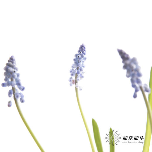 荷兰花材 | 葡萄风信子Manon 商品图6